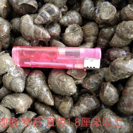 沙洋县 新鲜石螺，规格齐全，物美价廉，欢迎询价