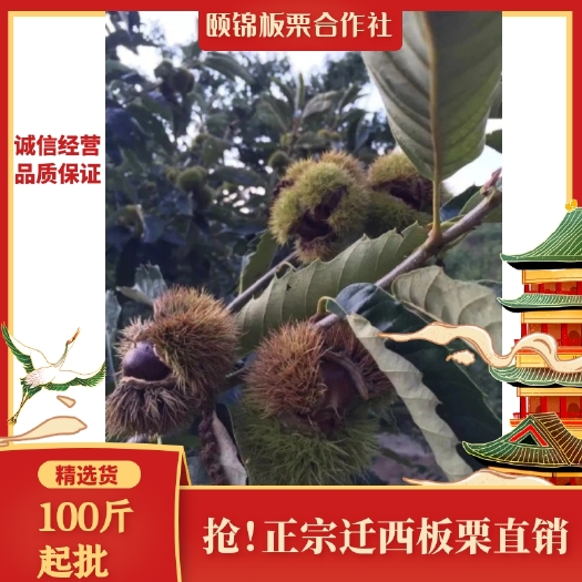 迁西县迁西板栗炒货店专用香甜软糯黄