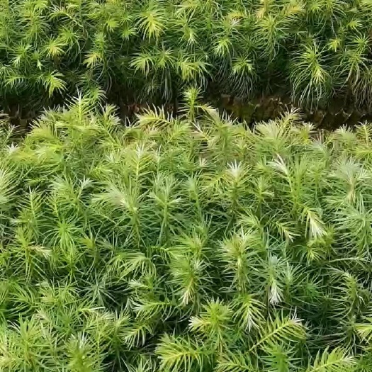 丘北县杉木树苗 