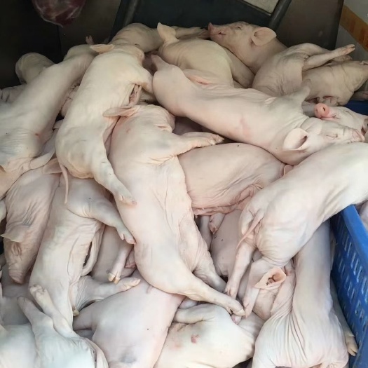 整头猪  冻乳猪，烤乳猪，冷乳猪，鲜冻乳猪