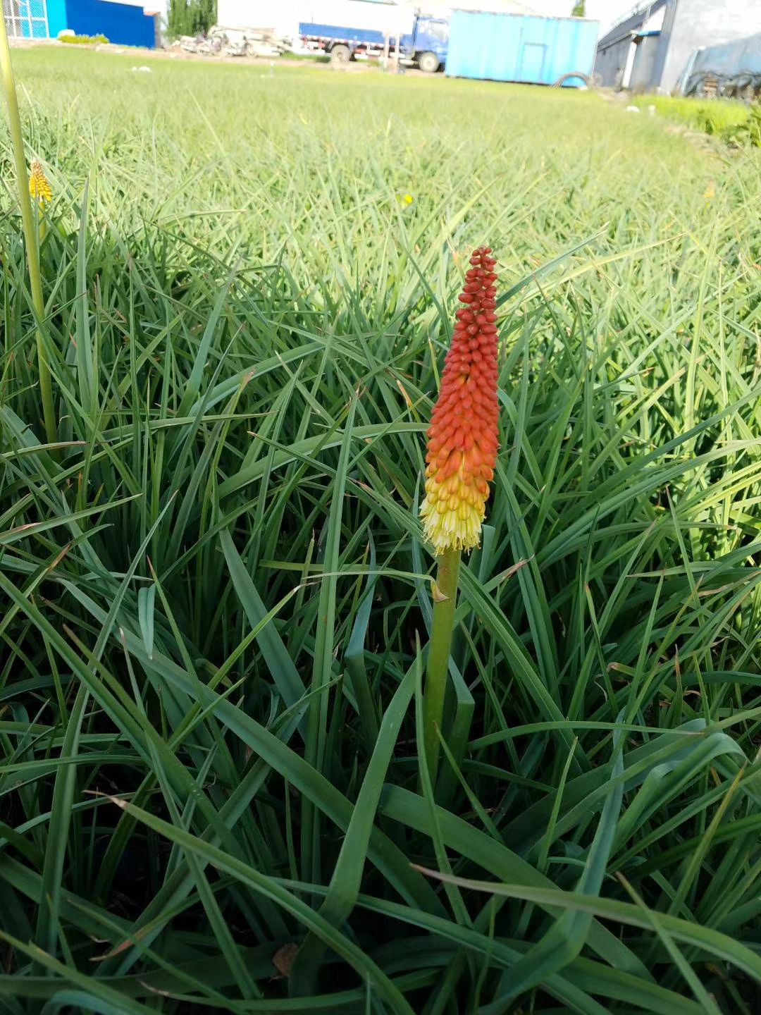 青州市马兰花  火炬花