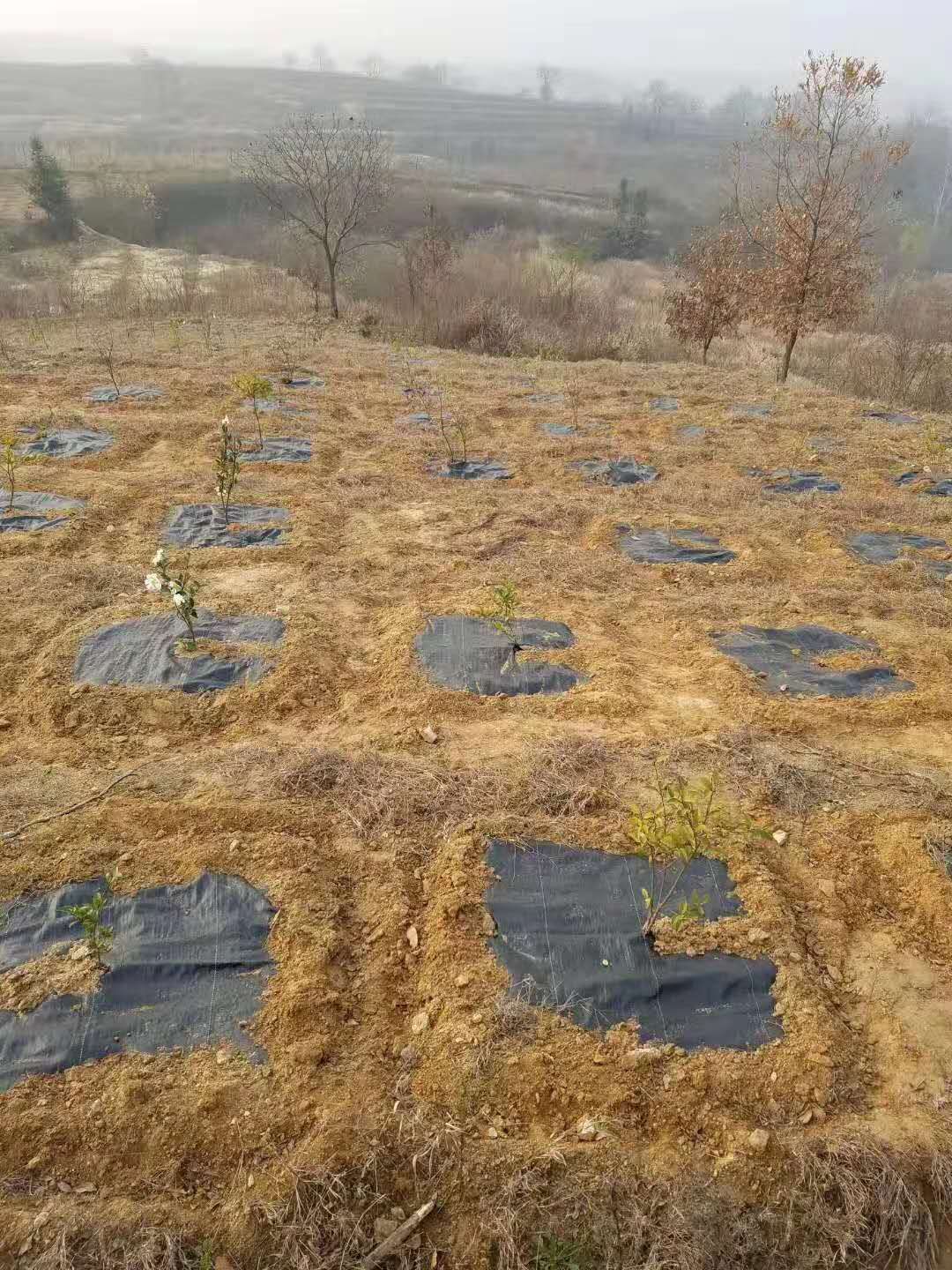 地布片 防草布片 加厚热切开孔