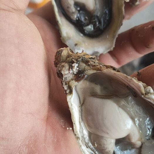 诏安县牡蛎 海水 1-2两/只 鲜活水产 