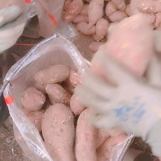 苏8红薯 大量供应苏八（花叶）原包，通货，商品！