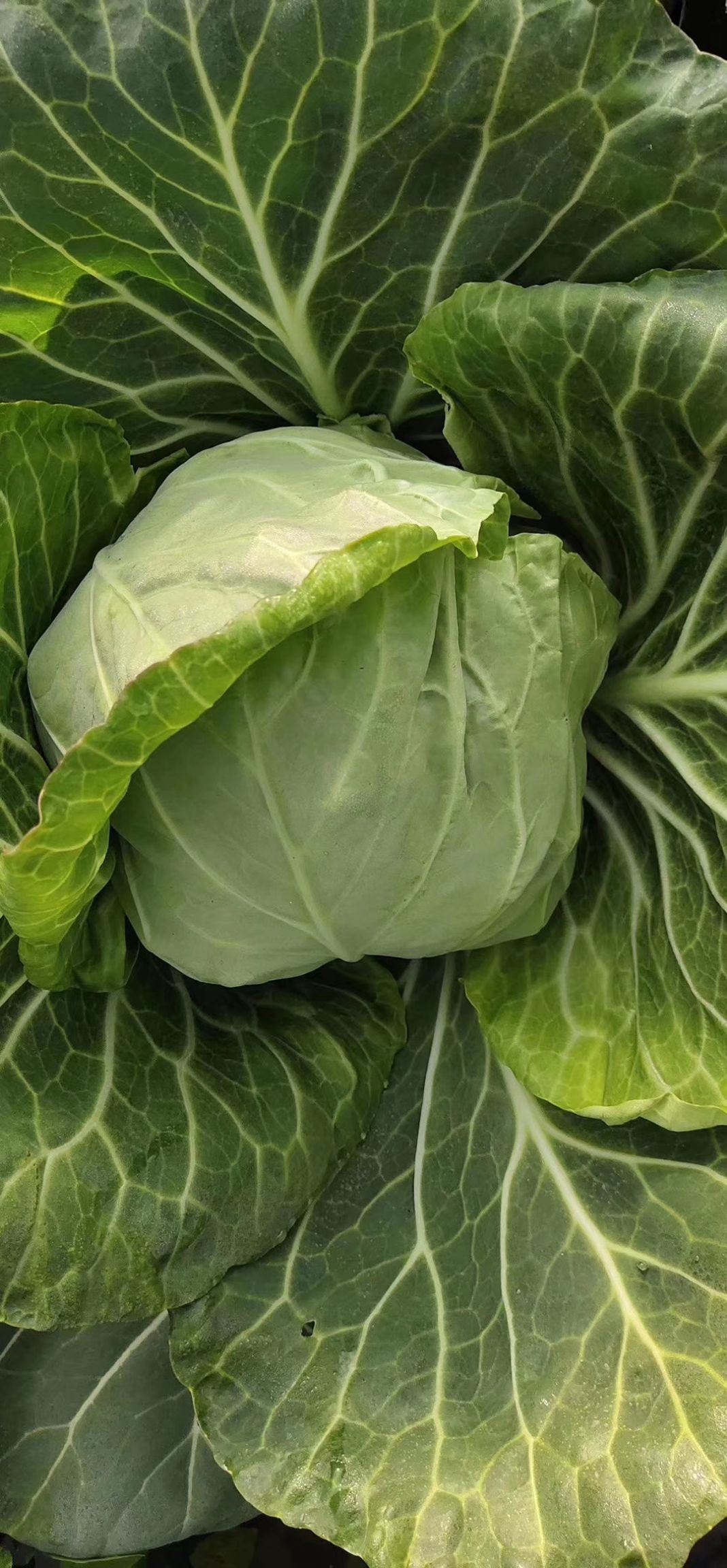 [韩国绿包菜批发]【精品】韩国绿包菜-基地直供-货源充足,价格合理.价