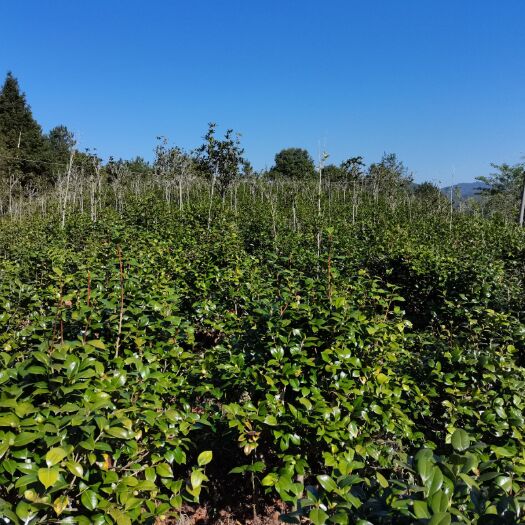龙岩自家种植个人独资成品茶花树4万棵规格在80到140cm