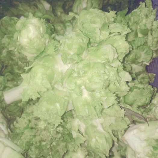 简阳市儿菜 绿色无污染蔬菜