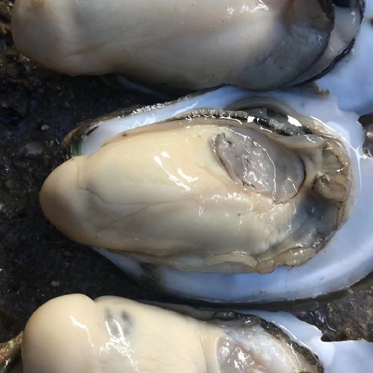乳山市山东乳山牡蛎 海水 1-2两/只 2-3两/只 鲜活水产 