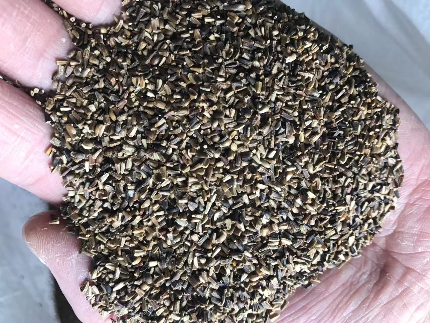 菊苣种子 大叶菊苣  多年生 营养高 产量高