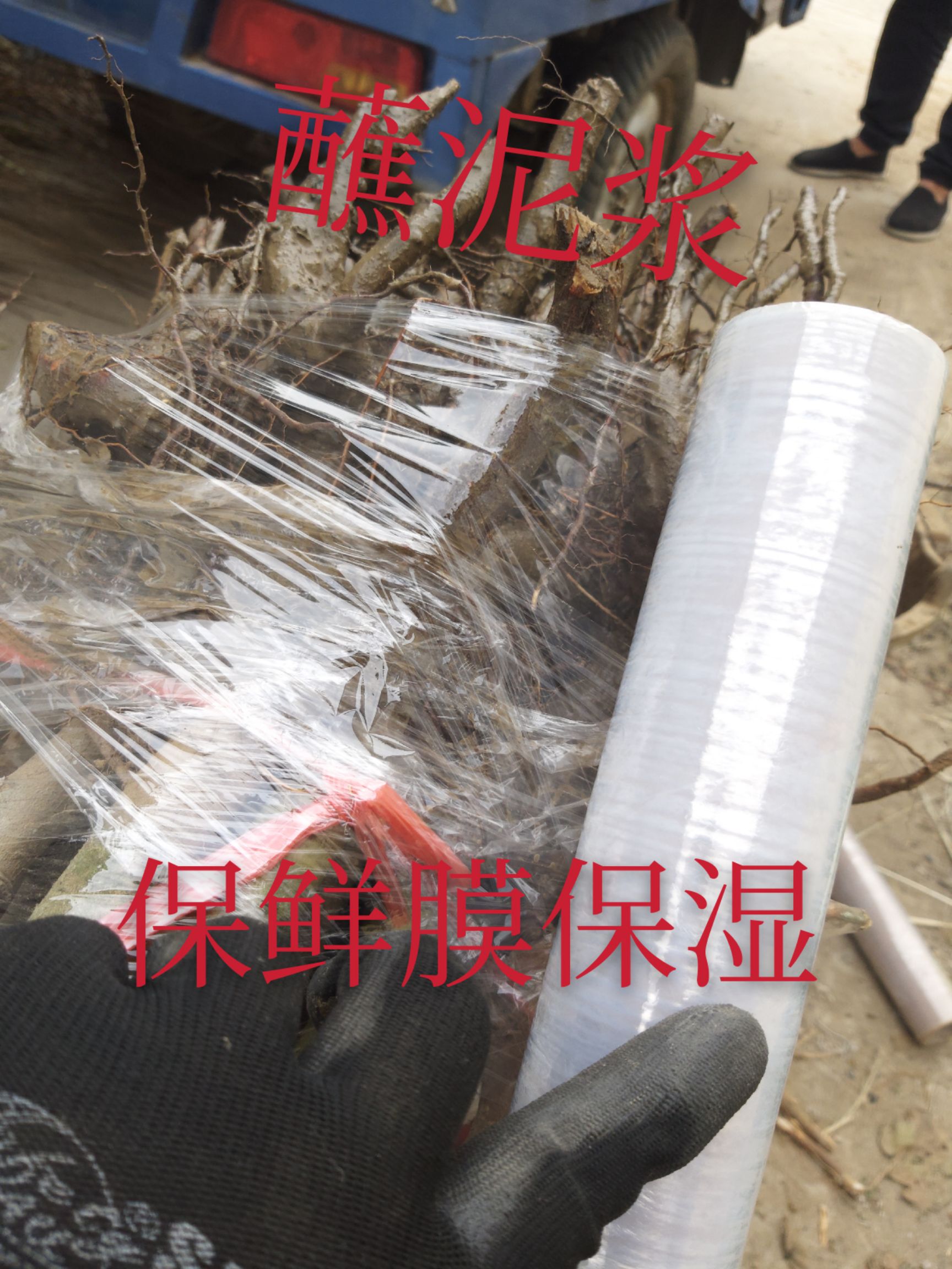 大红袍花椒苗  富城苗木 大红袍花椒，价低苗好，品质优良