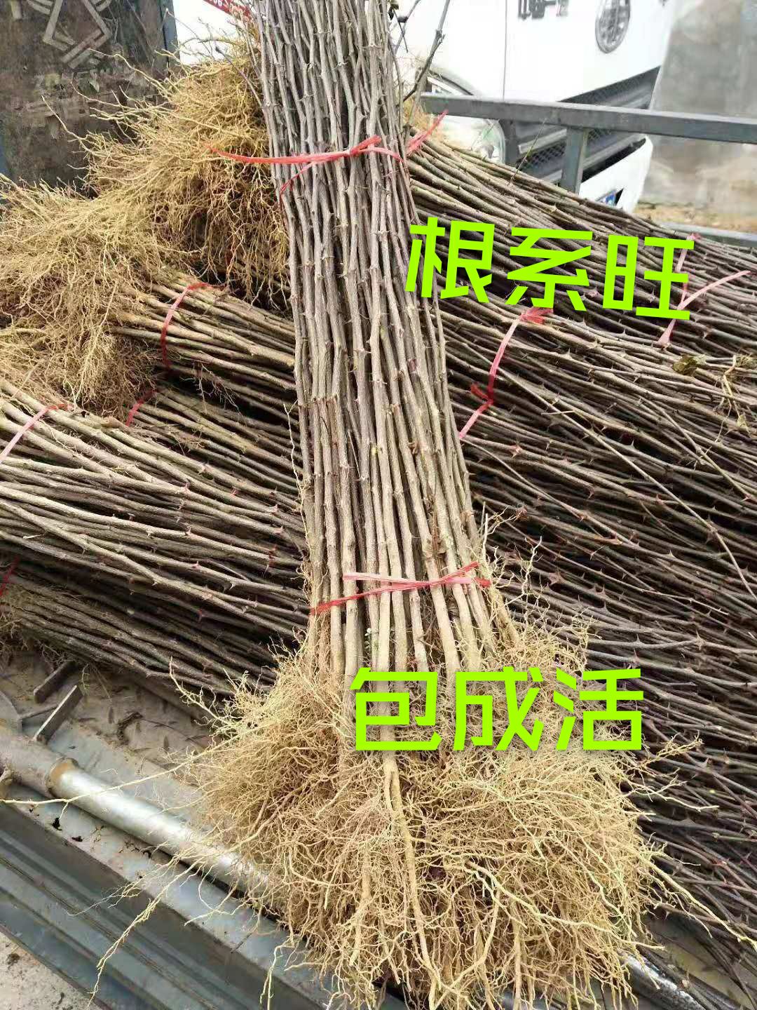 大红袍花椒苗  富城苗木 大红袍花椒，价低苗好，品质优良