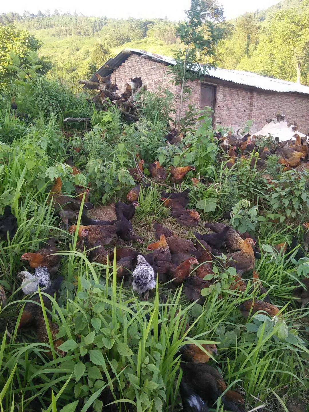 森百态散养土鸡，在不下单就等下一批了，绿色食品，你们说