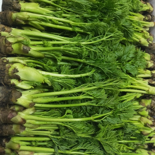 清原县刺老芽  刺嫩芽 反季新鲜的