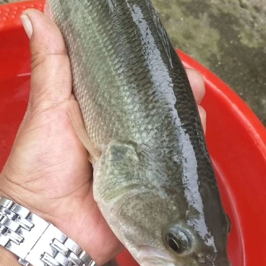 双峰县加州鲈鱼