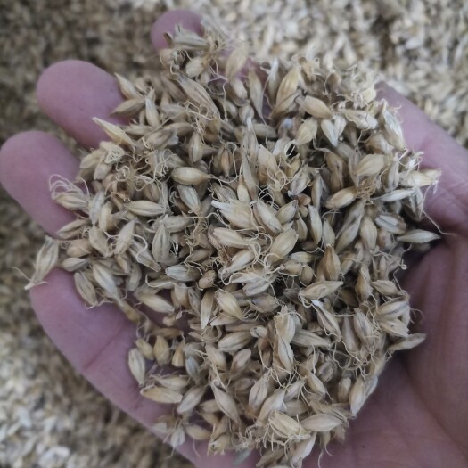 安国市大麦  麦芽  生  炒麦芽   正品干货  规格齐全  包