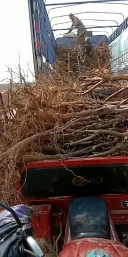 临猗县冬枣树苗 成年枣树供应，笫二年挂果，