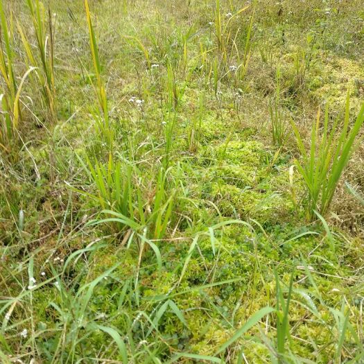 抚松县水苔苔藓 水苔藓干草