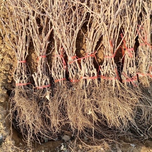 昌黎县茉莉香葡萄苗 实生苗 裸根苗 