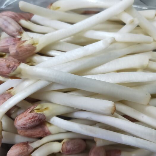 清原县 无根花生芽 新鲜的