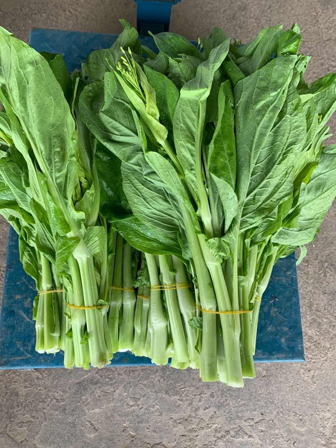 精品白菜苔