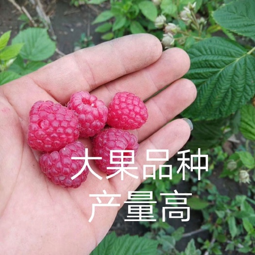 大果秋福树莓苗 红色树莓苗大果秋福双季四季秋果树苗