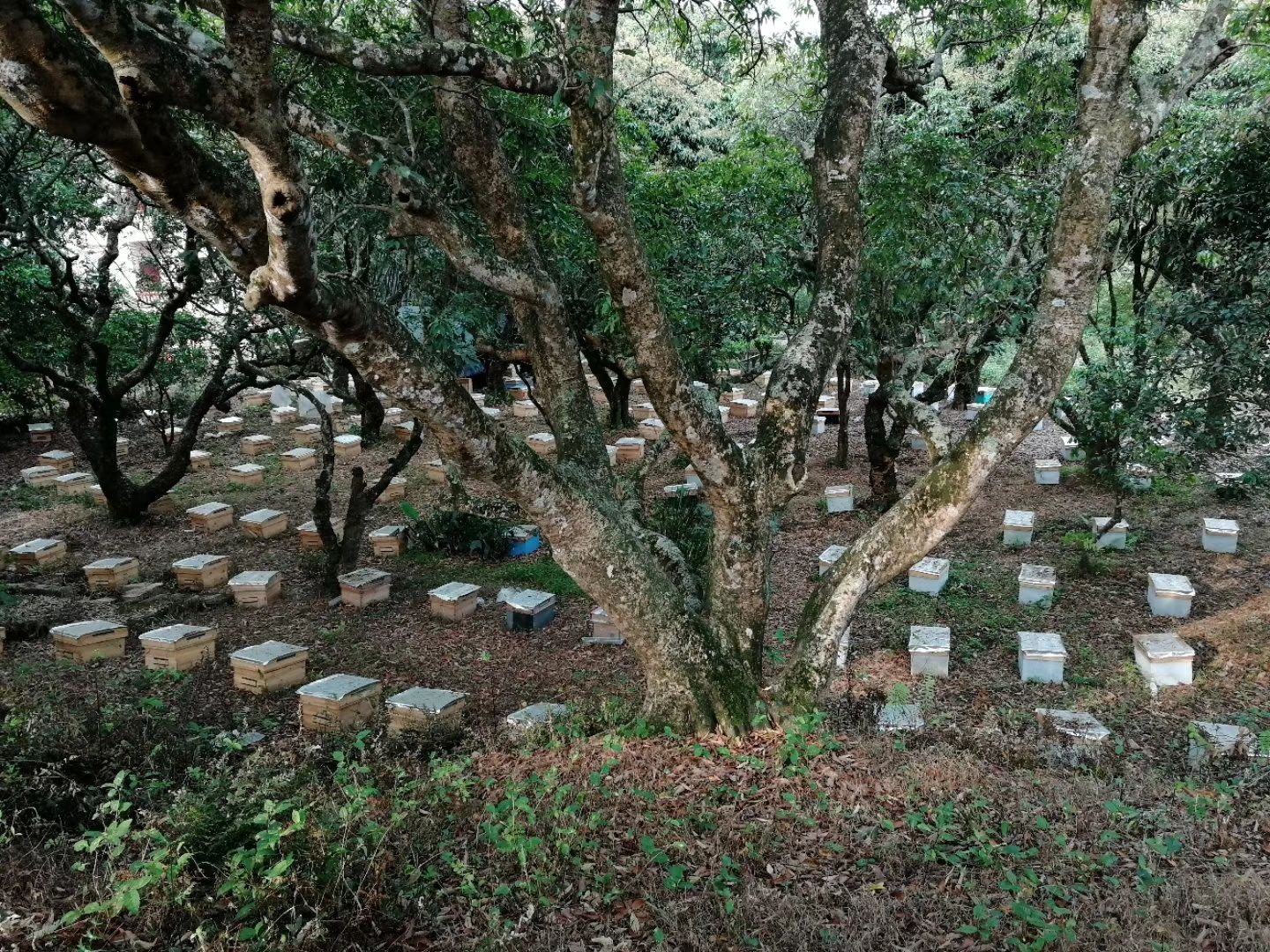 土蜂蜜 广西寿乡浦北蜂蜜