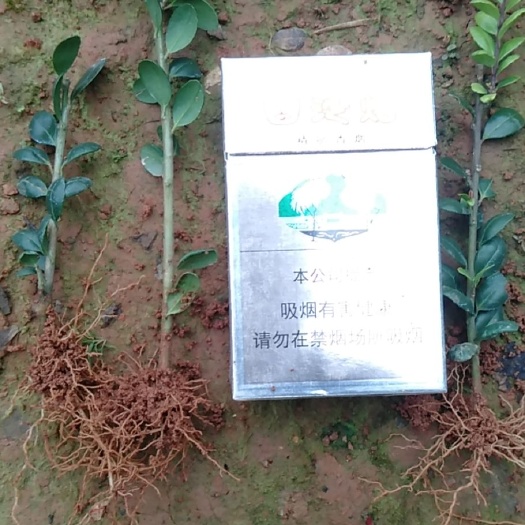 绍兴龟甲冬青 