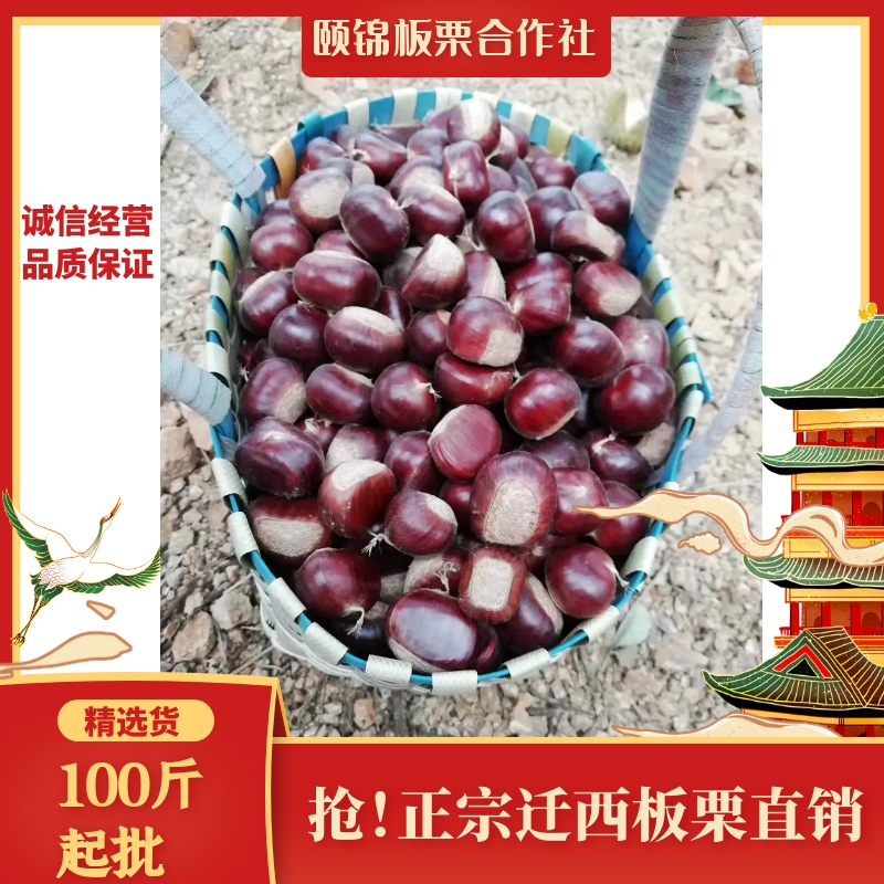 迁西板栗香甜软糯黄，炒货店专用全国一包起发，品质保证