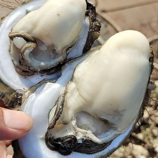珠海台山生蚝湛江生蚝烧烤蚝肉质有嚼劲不像其他粉的 懂货的就懂
