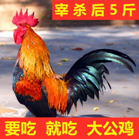 笨鸡  【山东农家散养公鸡】大公鸡现杀农村纯粮散养新鲜宰杀笨