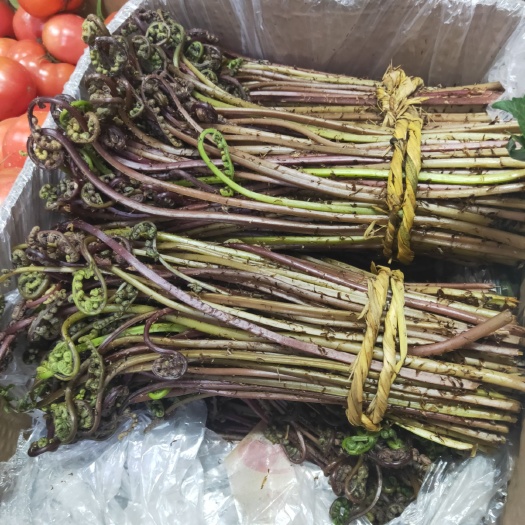 清原县猴腿菜 猴腿子 新鲜的 反季现货