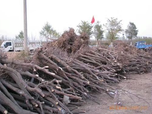 冬枣树苗 成年枣树供应，笫二年挂果，
