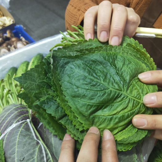 清原县紫苏叶 苏子叶 新鲜的反季现货