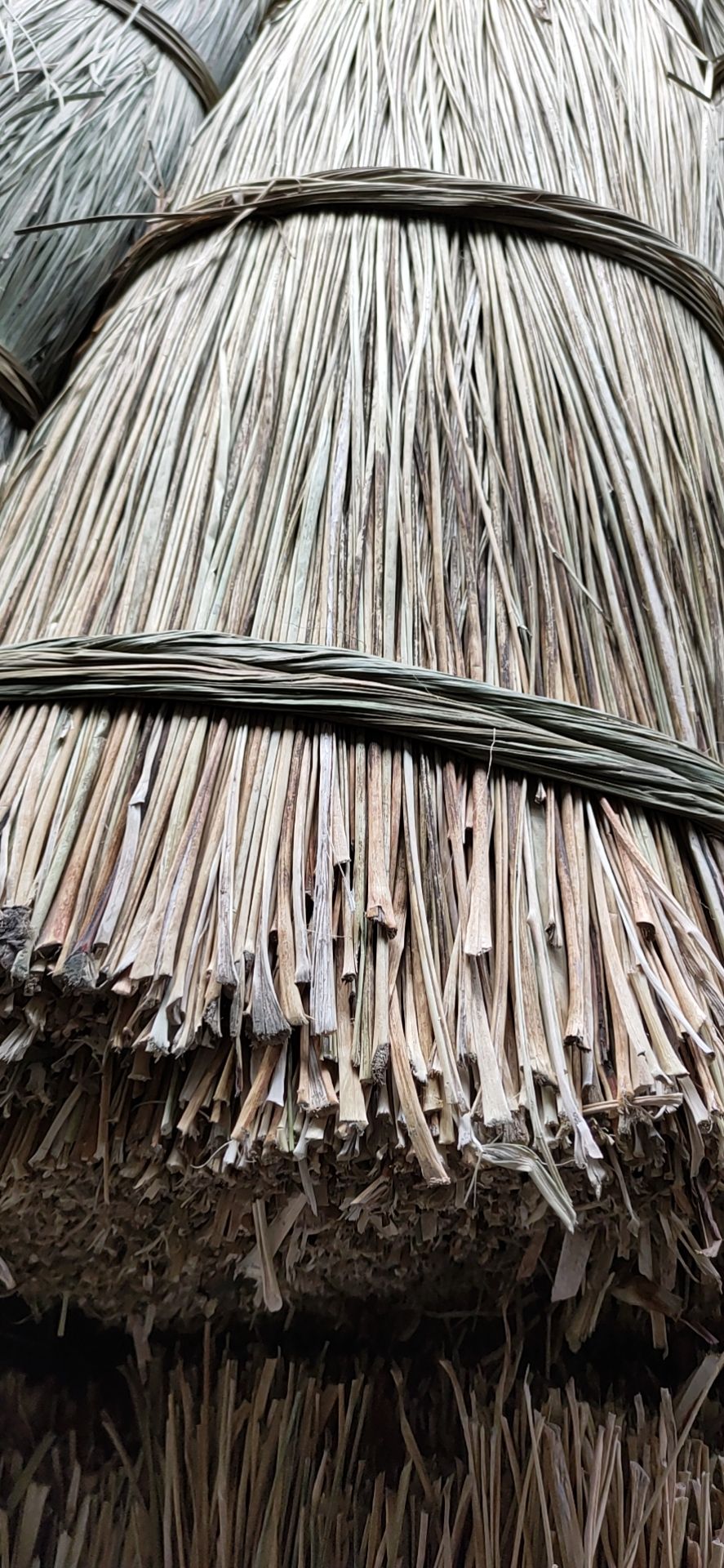 草绳  莞草咸水草水莎草三棱草三角草大闸蟹香草捆蟹绳马莲草扎粽子