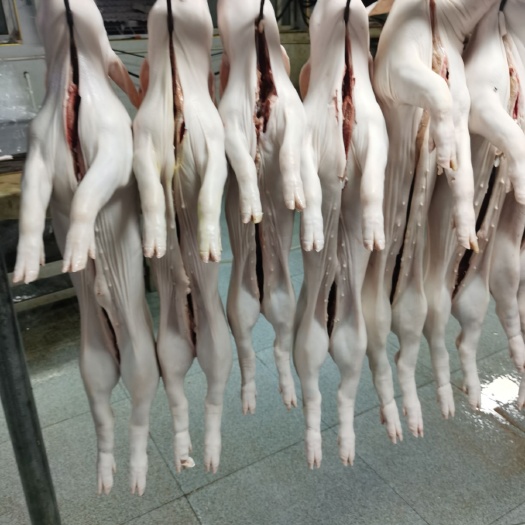 整头猪 冻乳猪,烤乳猪,鲜冻乳猪,冷乳猪