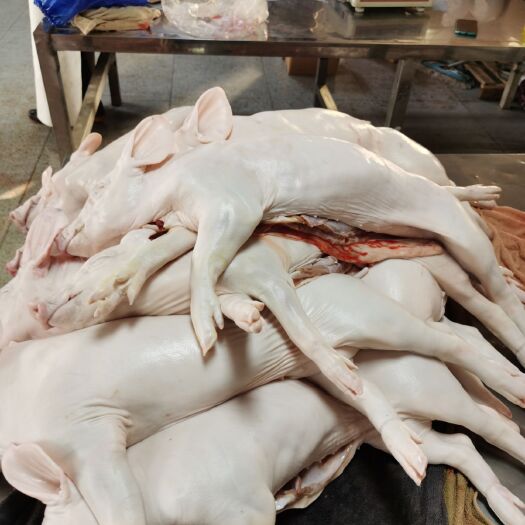 将乐县整头猪  冻乳猪，冷乳猪，烤乳猪，鲜冻乳猪，精品冻乳猪