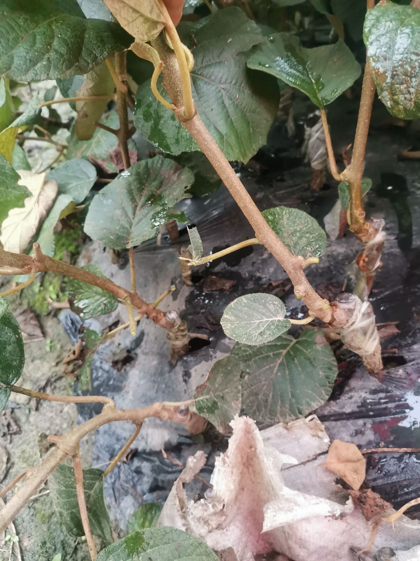 红心猕猴桃苗水杨桃木质根