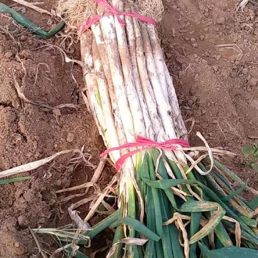 万荣县万荣长白大葱装货进行中