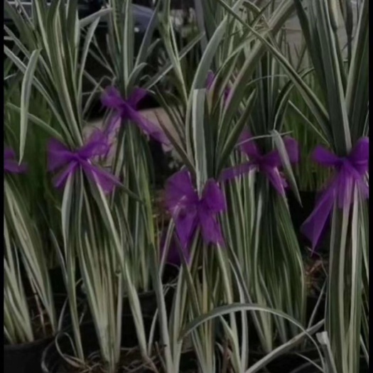 丹阳市花菖蒲 玉婵花