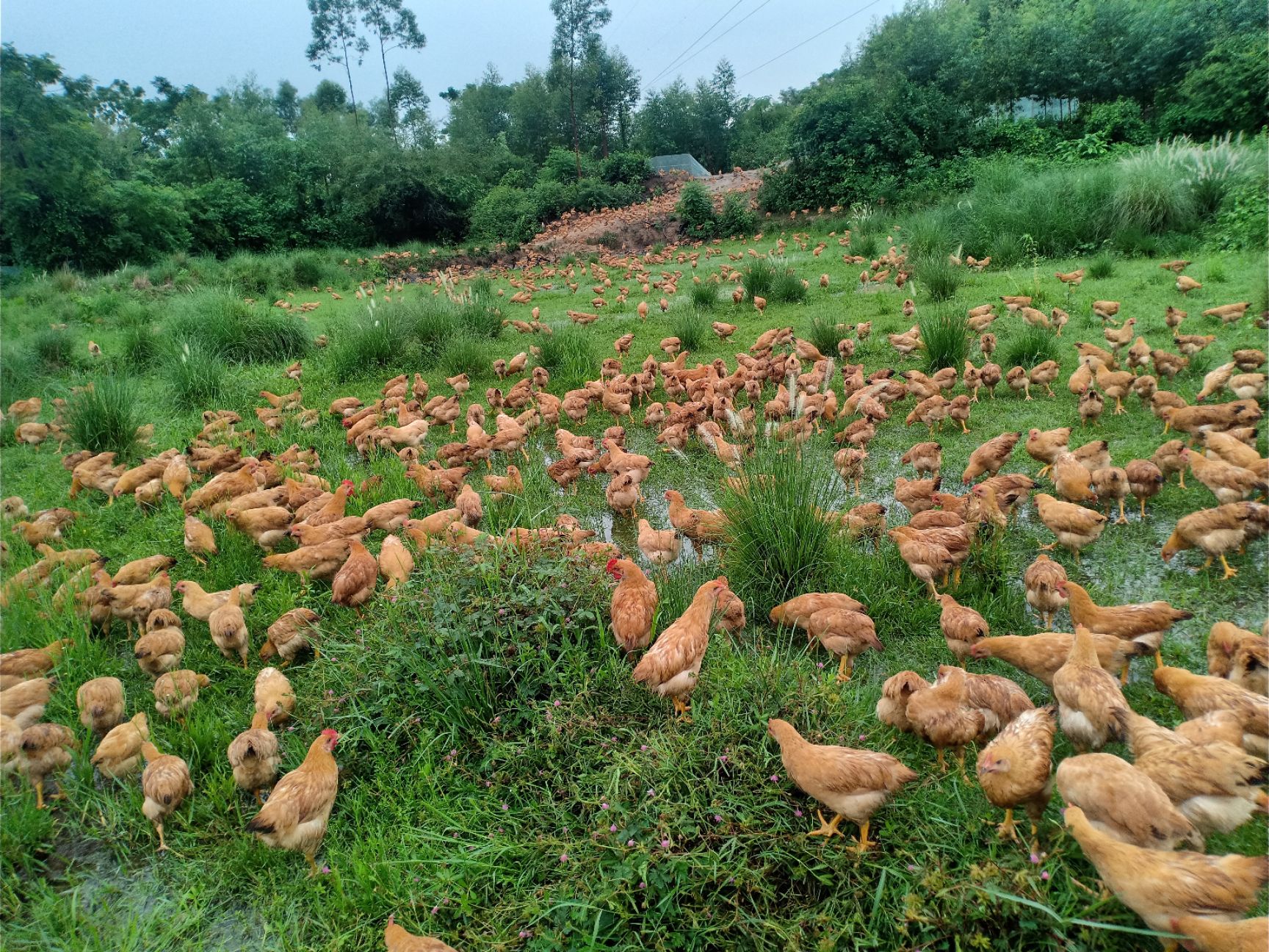 [三黄鸡批发]三黄鸡 散养土鸡180天了， 任何药物去喂养价格63元/只 - 惠农网