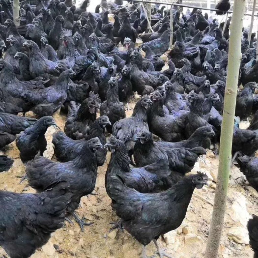 蒲江县绿壳鸡苗 纯种绿壳蛋鸡苗 五黑鸡苗批发 绿壳蛋鸡苗价格
