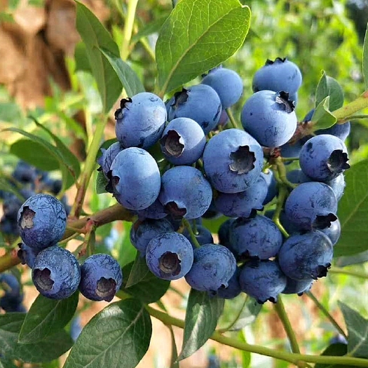 平邑县蓝金蓝莓苗 蓝莓树苗蓝莓小苗盆栽地栽当年结果庭院阳台南北方种植