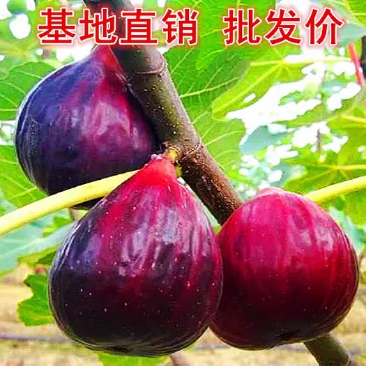 平邑县波姬红无花果苗 无花果树苗盆栽地栽当年结果南方北方种植波姬红特大四季无花果苗
