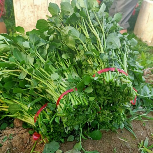 东莞市自己种有基地，靓的西洋菜即豆瓣菜和空心菜出售，比市场价格便宜