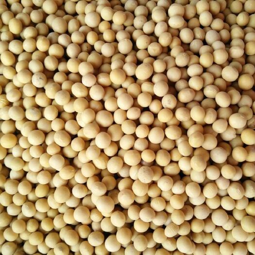 南京东豆29大豆  东北黑龙江黄豆蛋白含量高