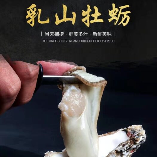 乳山市乳山牡蛎  【精选生蚝】乳山生蚝新活批发商烧烤餐饮店酒店量大从优