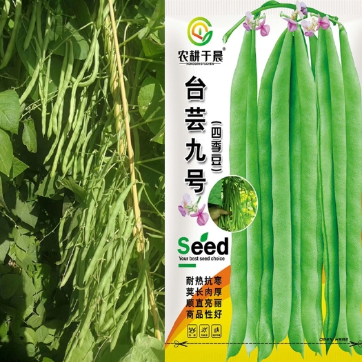 闽清县台芸九号四季豆种子高产高品质厂家原装一袋包邮
