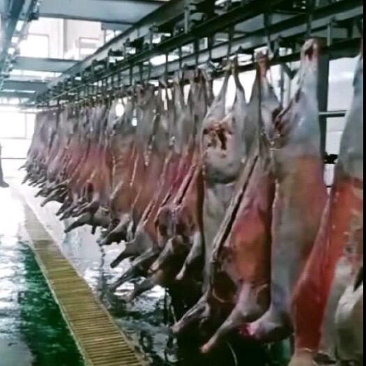 循化县白条羊 生肉