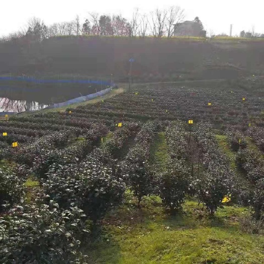 金秀县 望江茶叶望江绿茶望江茶园产业园 安庆望江县茶叶 望江茗茶