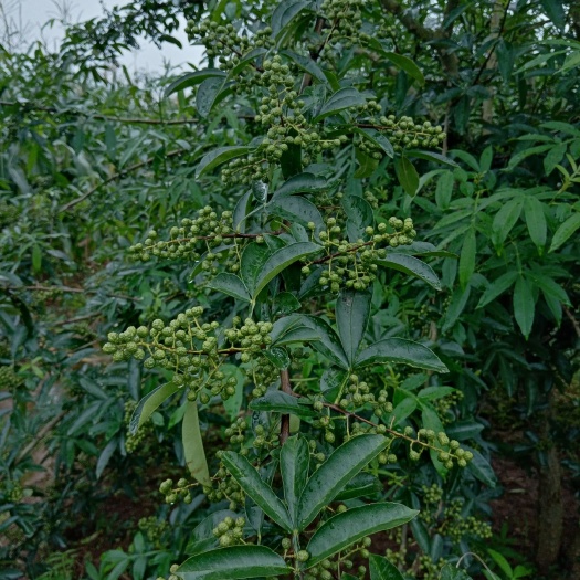岳阳花椒苗，青花椒苗30公分到50公分，金阳花椒纯种籽育苗